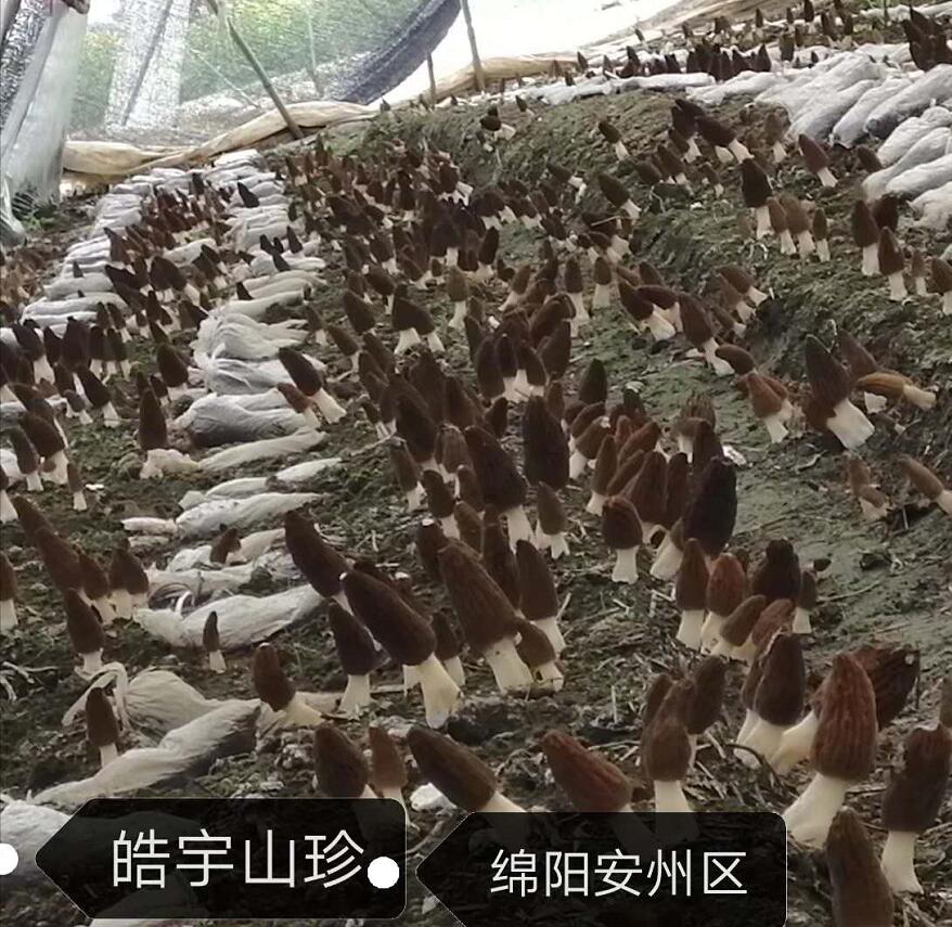 &#31859;&#20848;&#24179;&#21488;&#45;&#31859;&#20848;&#40;&#20013;&#22269;&#41;